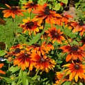 Rudbeckia hirta 'Cappucino' (3)